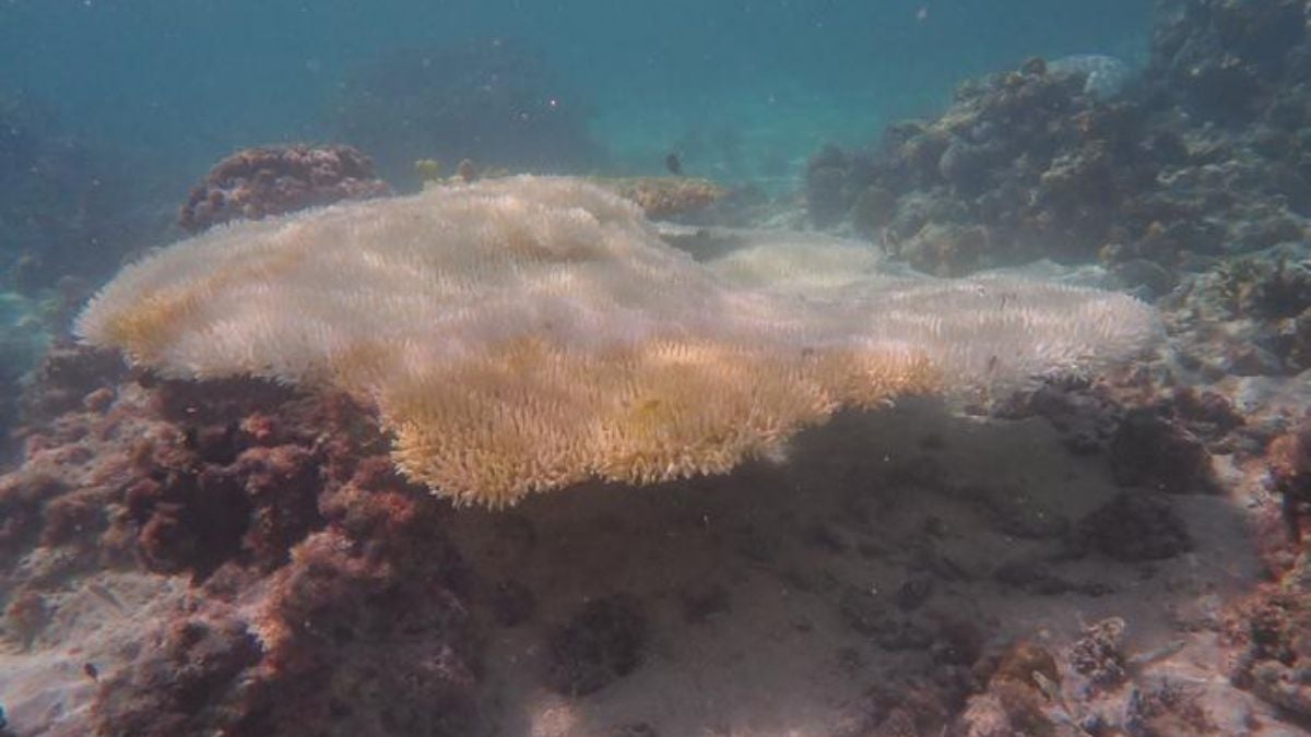 Grande Barreira de Coral sofre níveis catastróficos de branqueamento