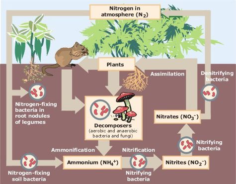 Esquema do ciclo do nitrogênio em um ecossistema, que começa a ser pelas plantas até chegar aos organismos decompositores (Imagem: Reprodução/Domínio Público)