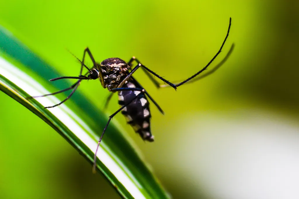 IA brasileira pode prever surtos de dengue com três meses de antecedência (Imagem: Shammiknr/Pixabay)
