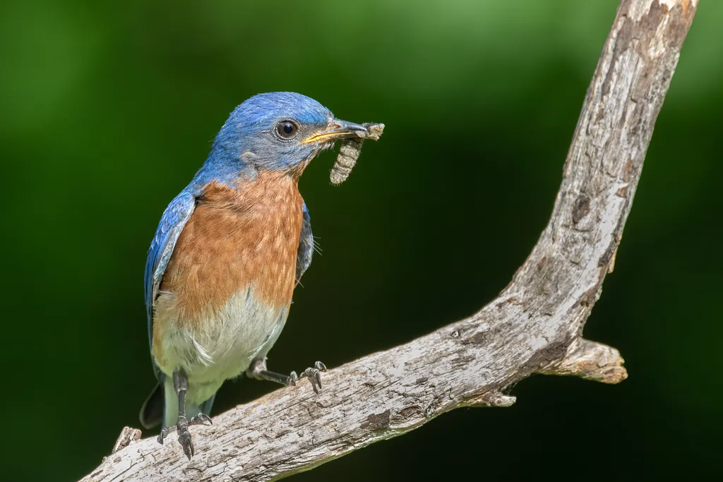Pássaro se alimenta de insetos e depois pode servir de alimento para outros animais (Imagem: mattcuda/envato)