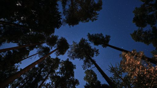 Temperatura noturna vem aumentando mais que a diurna, impactando o ecossistema