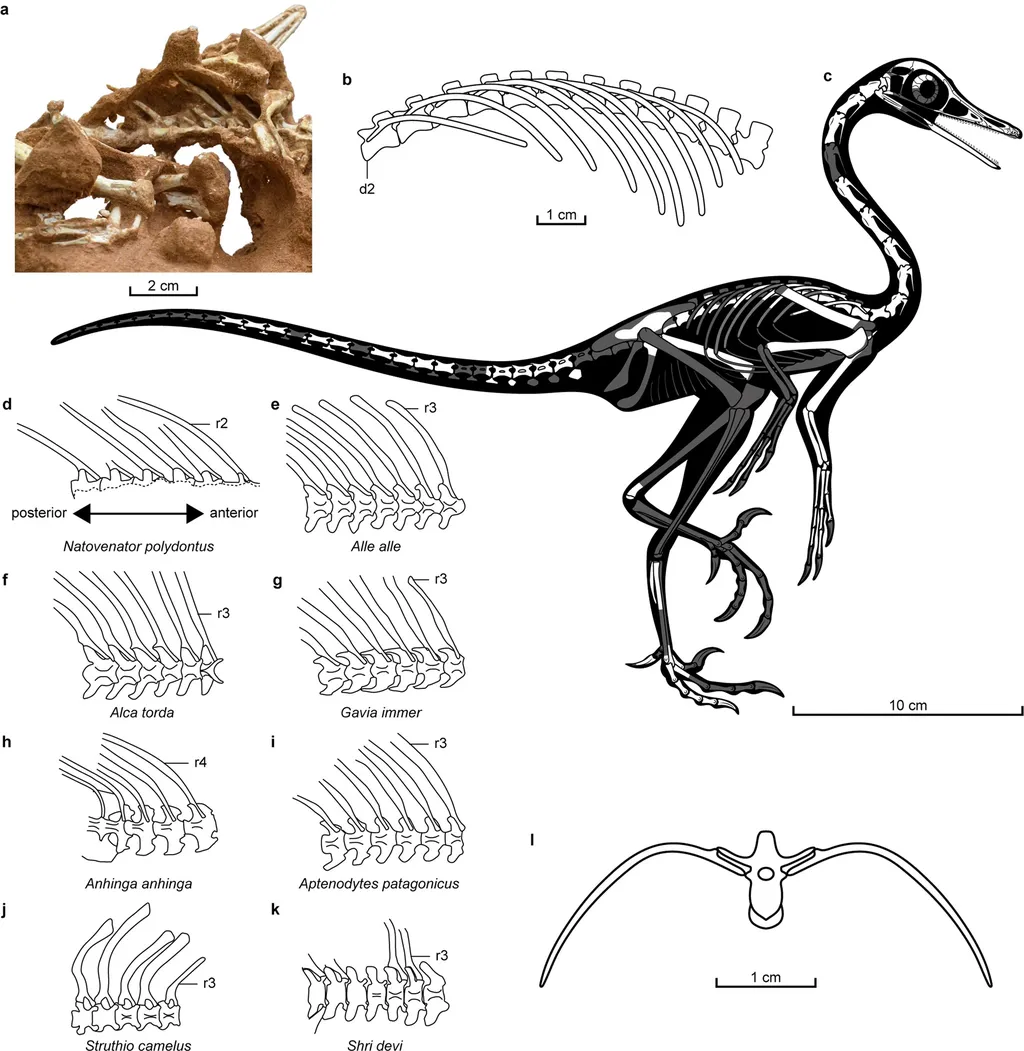 Representação do fóssil e ossos do N. polydontus, mostrando um corpo esguio e possivelmente muito bem adaptado à vida e caça na água (Imagem: Lee et al./Communications Biology)