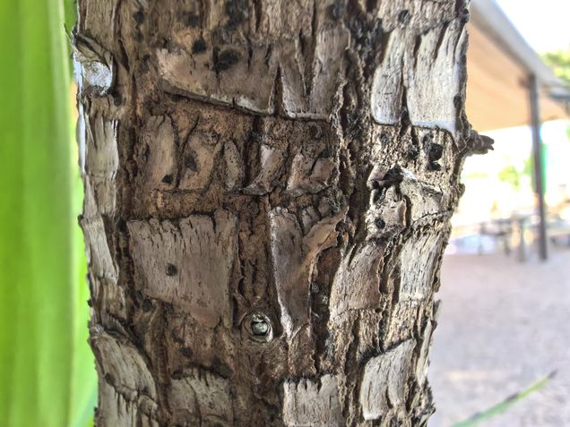 Huawei Mate XT Ultimate - modo macro