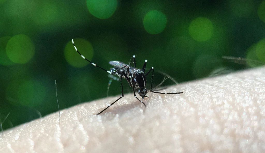 Com o aquecimento global, doenças transmitidas por mosquitos vão se tornar mais comuns em todo o mundo (Imagem: Nuriyah Nuyu/Pixabay)