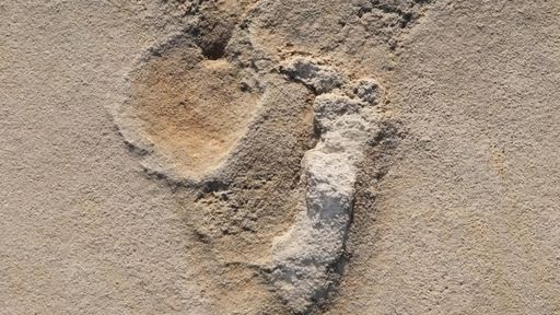 Pegadas com mais de 6 milhões de anos podem ser as mais antigas de hominídeos