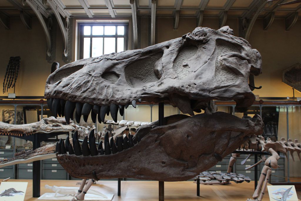 É possível recriar os dinossauros a partir de DNA, como em Jurassic Park? 