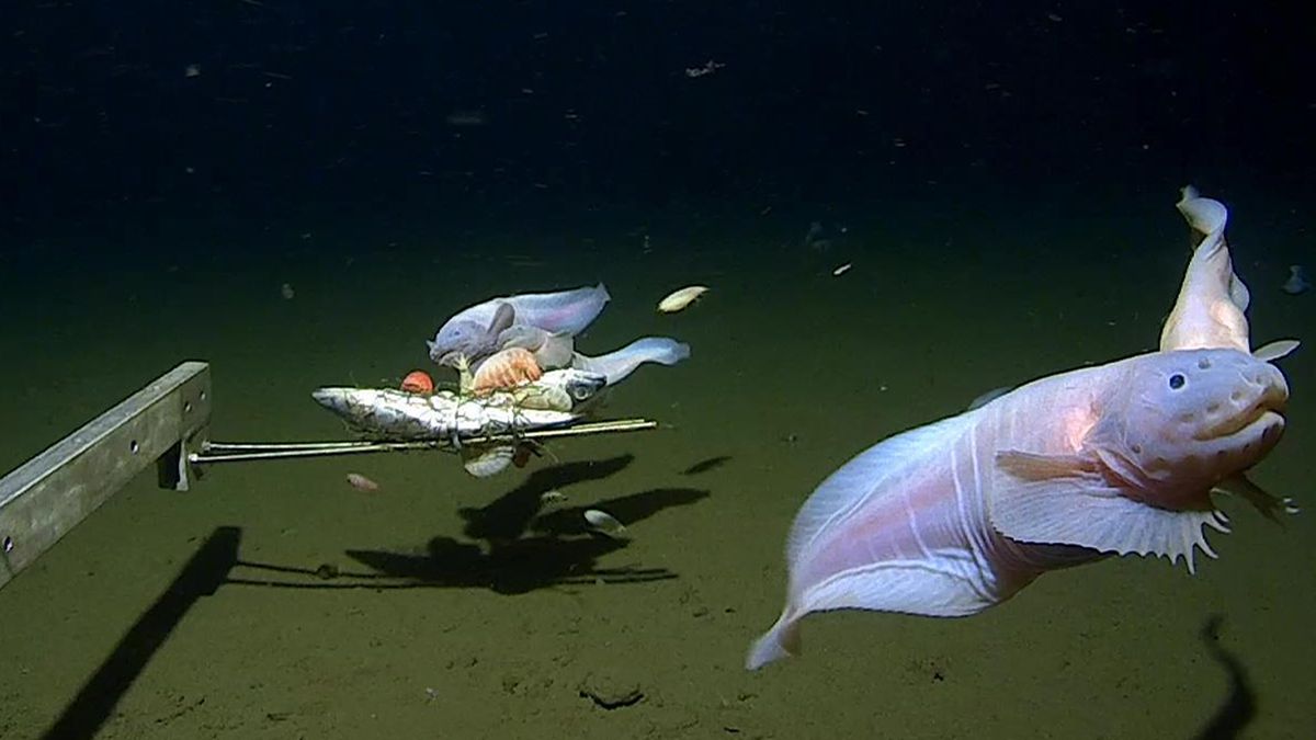 Peixe raro quebra recorde e é registrado a 8 km da superfície do mar ...