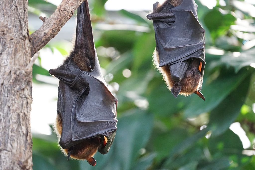 ...e o morcego pode estar, sim, envolvido (Imagem: Simon Berstecher/Pixabay)
