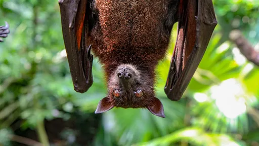 Cientistas descobrem tipo de Ebola que infecta morcegos e pode chegar em humanos