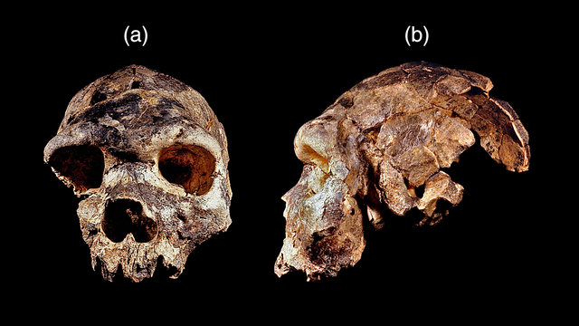 Roksandic, Radović et al./Evolutionary Anthropology 