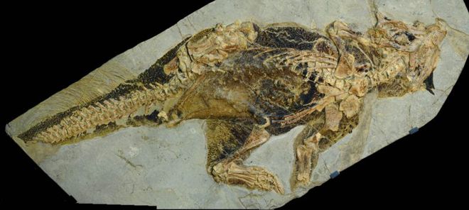 Fóssil preservado permite que ânus de dinossauro seja estudado pela 1ª vez 