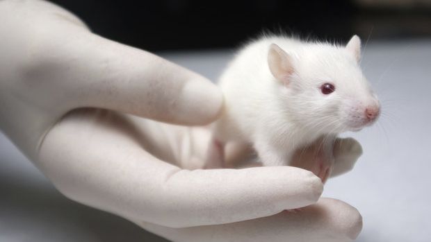 Ovários feitos por impressão 3D permitem que ratos tenham filhotes