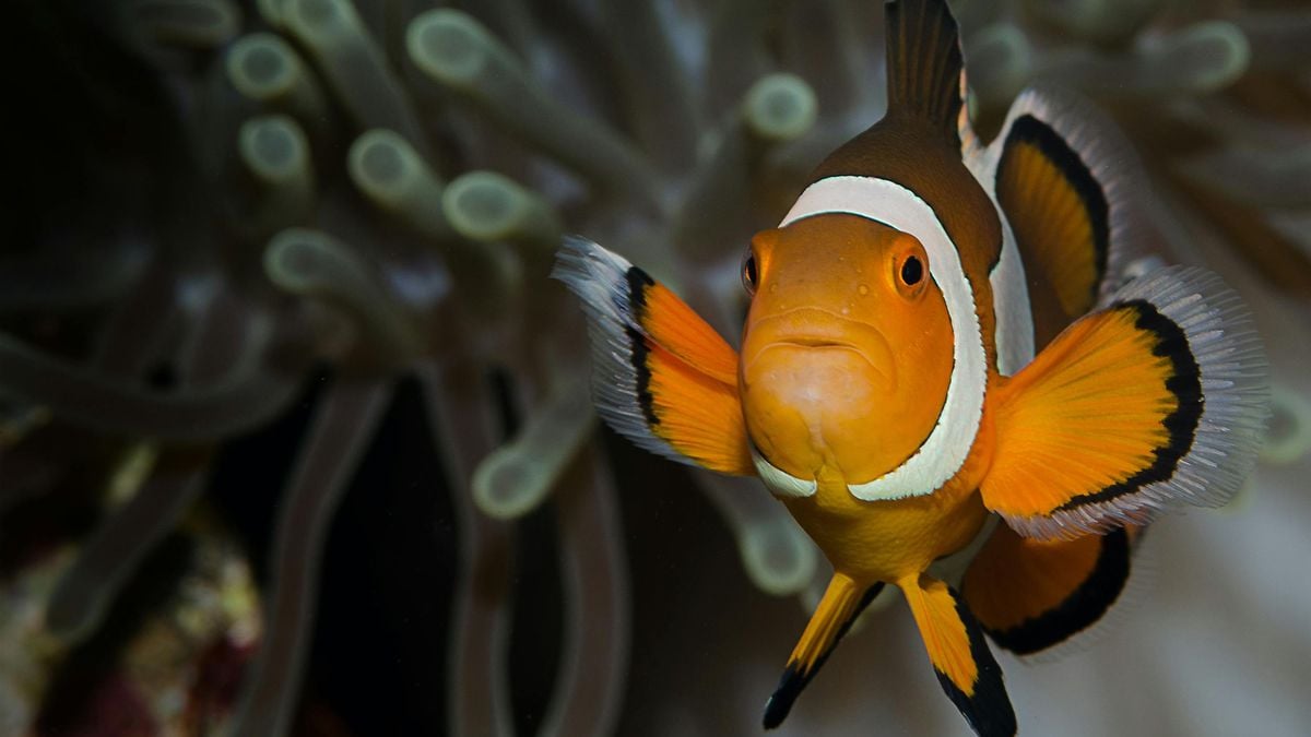 Por que o peixe-palhaço macho pode se transformar em fêmea?