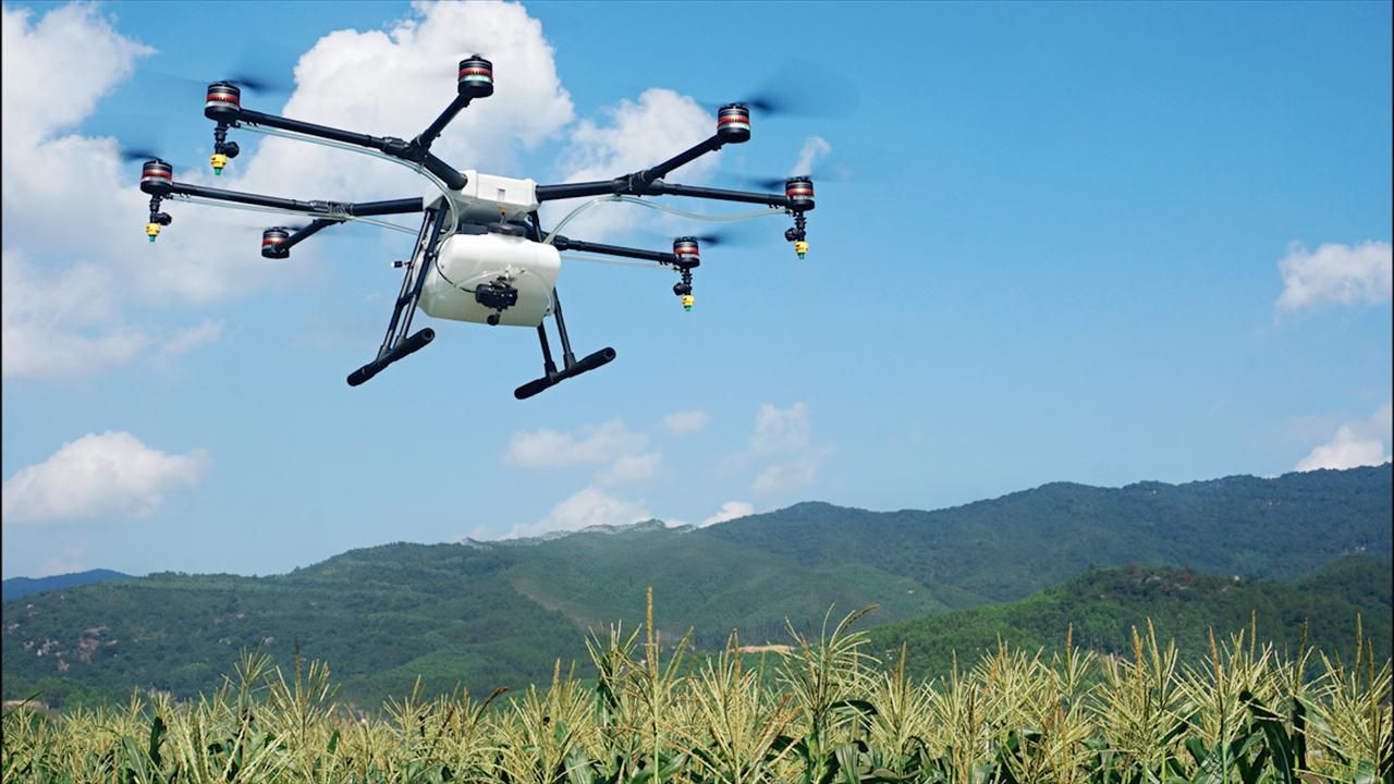 Drone jogar veneno em pastagem