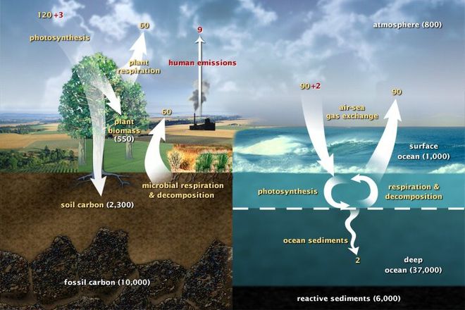 Representação do ciclo do carbono na superfície da Terra (Imagem: Reprodução/US DOE/BERIS)