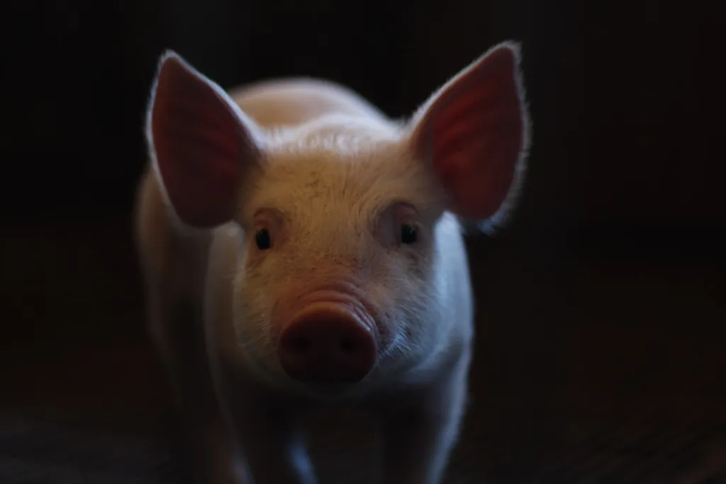Espuma biodegradáve foi testada em pele de porcos; estudo foi bem-sucedido (Imagem: Lucia Macedo/Unsplash)
