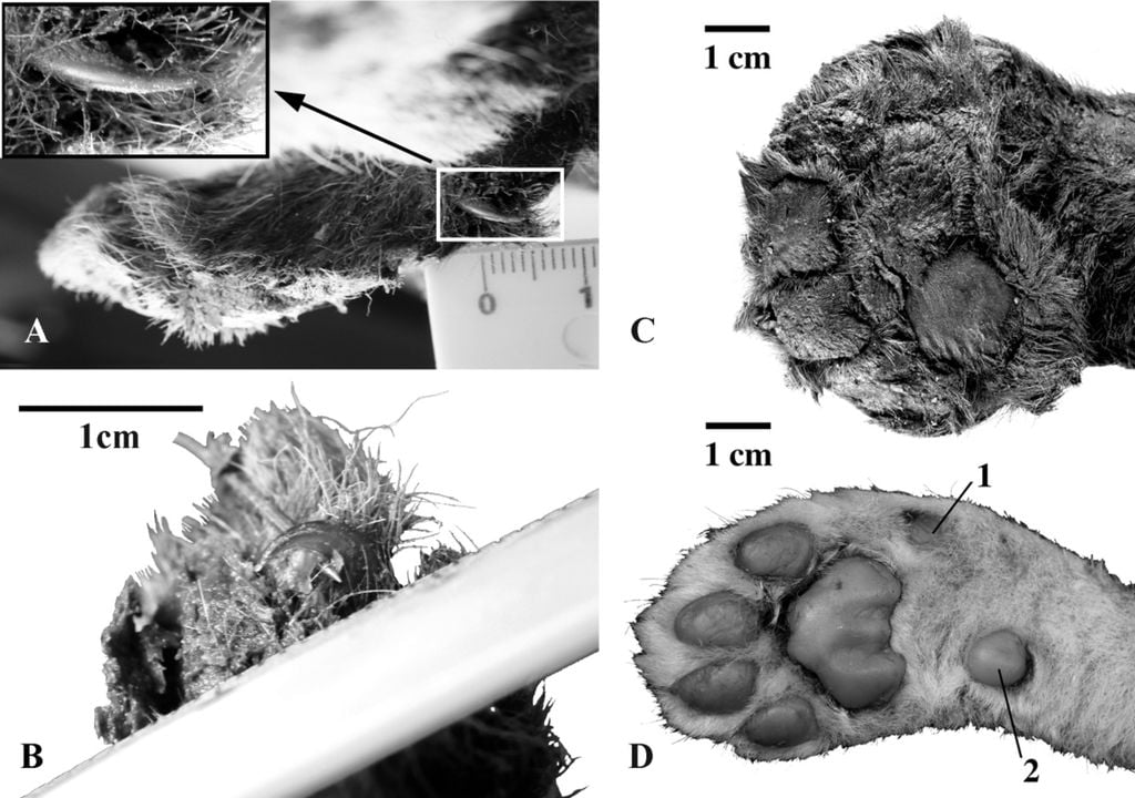 As patas do tigre-dentes-de-sabre mumificado comparadas à pata de um filhote de leão (canto inferior direito) (Imagem: Lopatin et al./Scientific Reports)