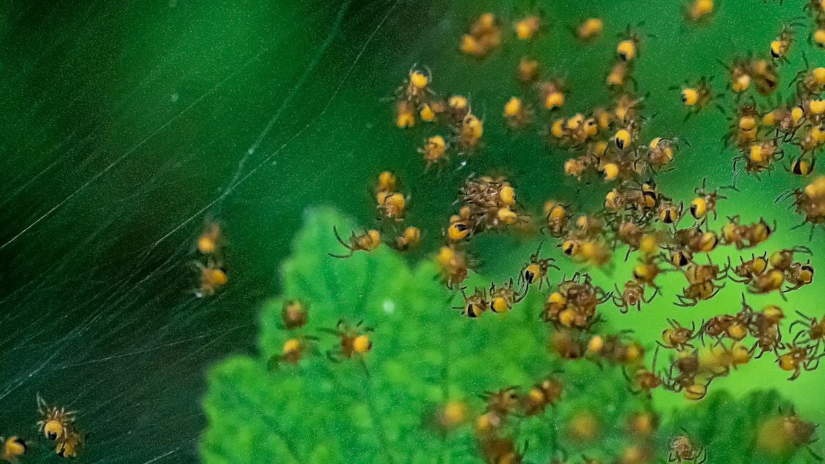 "Chuva de aranhas" surpreende moradores de Minas Gerais e assusta internautas