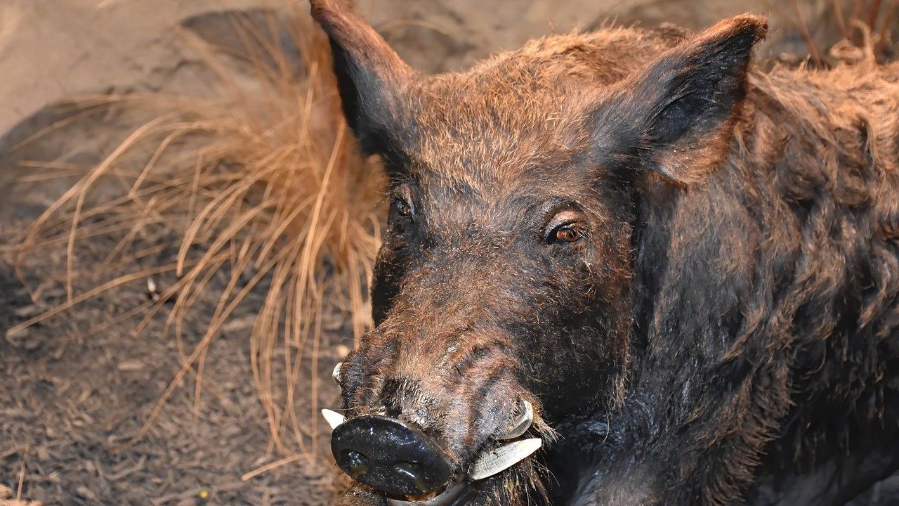 Wildschweine in Deutschland sind aufgrund von Atomwaffen radioaktiv