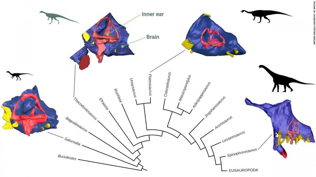 Reconstrução digital de cérebro de dinossauro traz surpresas sobre seus hábitos
