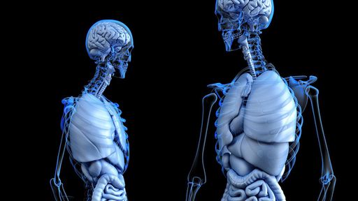 Nova técnica consegue transformar registros de raios-X em imagens 3D