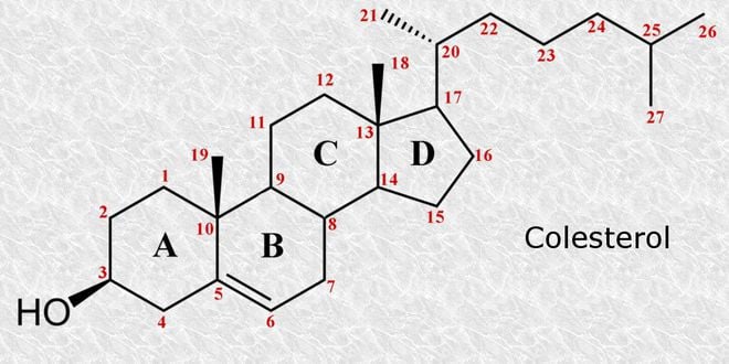 O colesterol 