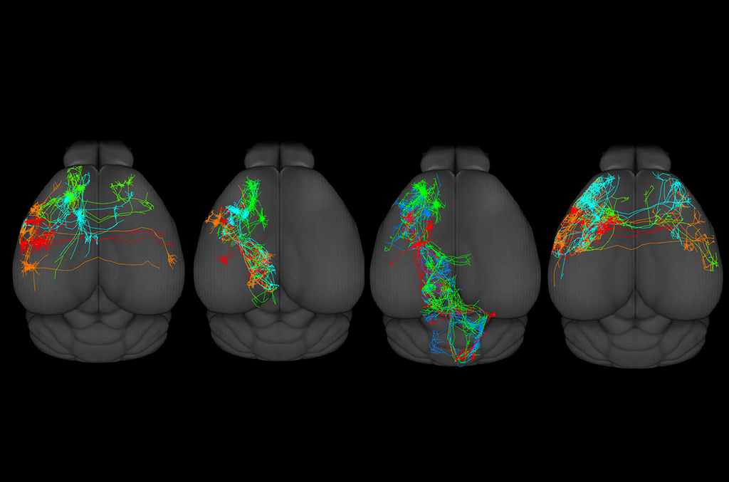 Novo estudo cria primeiro atlas do cérebro humano (Imagem: reprodução/Science)