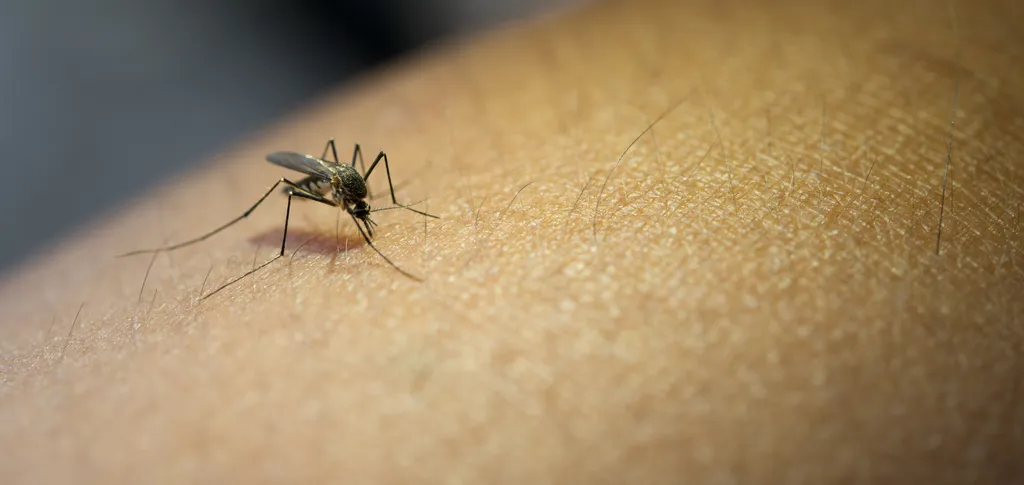 Cientistas já buscaram entender por que mosquitos picam e o que está por traz do zumbido (Imagem: Johnstocker/Envato)