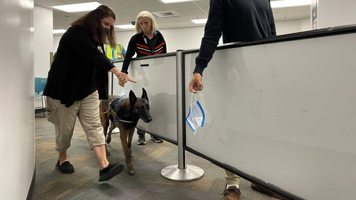 Cães farejam covid em aeroporto com 98% de precisão; saiba como funciona