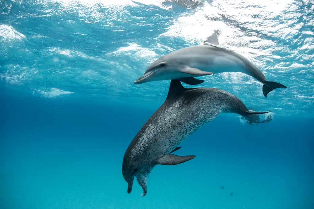 Golfinhos surpreendem cientistas com capacidade de caça acima do comum (Imagem: imagesourcecurated/envato)