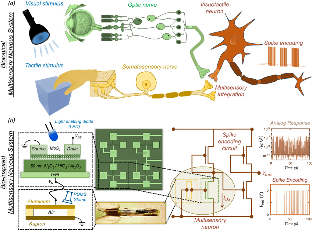 Projeto dos neurônios multissensoriais integrados — acima, pode-se ver como funciona a integração dos sentidos no corpo humano, e como foi possível reproduzir o mesmo eletronicamente, convertendo os sinais sensoriais em elétricos (Imagem: Karim Safad et al./Nature Communications)