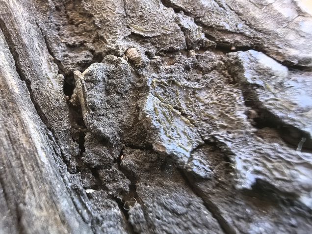 Huawei Mate XT Ultimate - modo macro