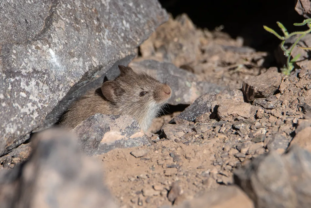 Ratos silvestes, principalmente dos gêneros Akodon e Oligoryzomys, são vetores do hantavírus (Imagem: Darío de la Fuente/CC-BY-4.0)