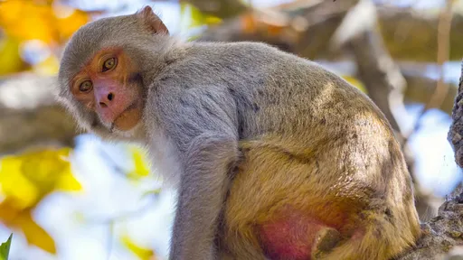Macacos podem sentir o próprio batimento cardíaco, revela estudo
