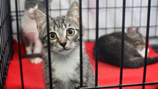 Sem receber tratamento, gatos com covid são sacrificados na China
