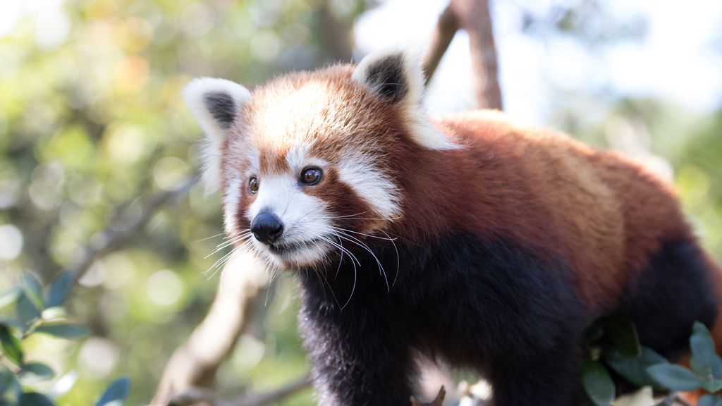 Animais 3D do Google agora incluem mais 5 espécies ameaçadas; saiba como  ver - Canaltech