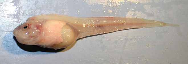 Um deles é o Pseudoliparis swirei (Foto: Schmidt Ocean Institute)