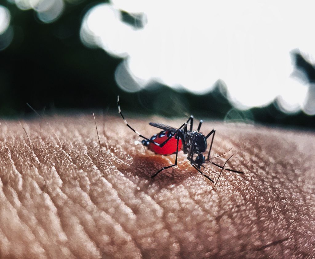 Aedes aegypti, o vetor da dengue, Zika e chikungunya (Imagem: Nuriyah/Pixabay)