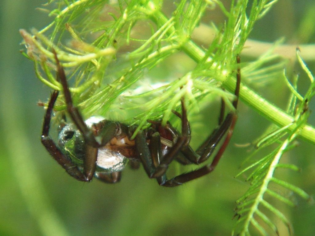 As aranhas-d'água vivem a maior parte da vida submersas, criando bolhas de ar para ficar entre os galhos e ter até mesmo seus filhotes submersa (Imagem: Norbert Schuller Baupi/CC-BY-3.0)