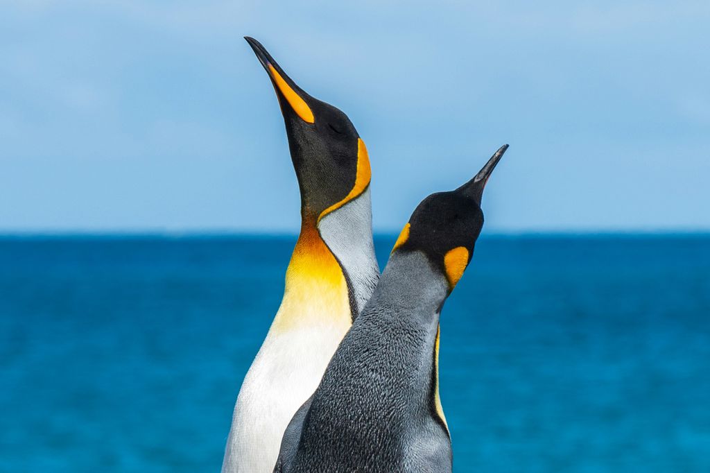 Pinguim-imperador (Imagem: Paul Carroll/Unsplash) Pinguim-imperador (Imagem: Paul Carroll/Unsplash)