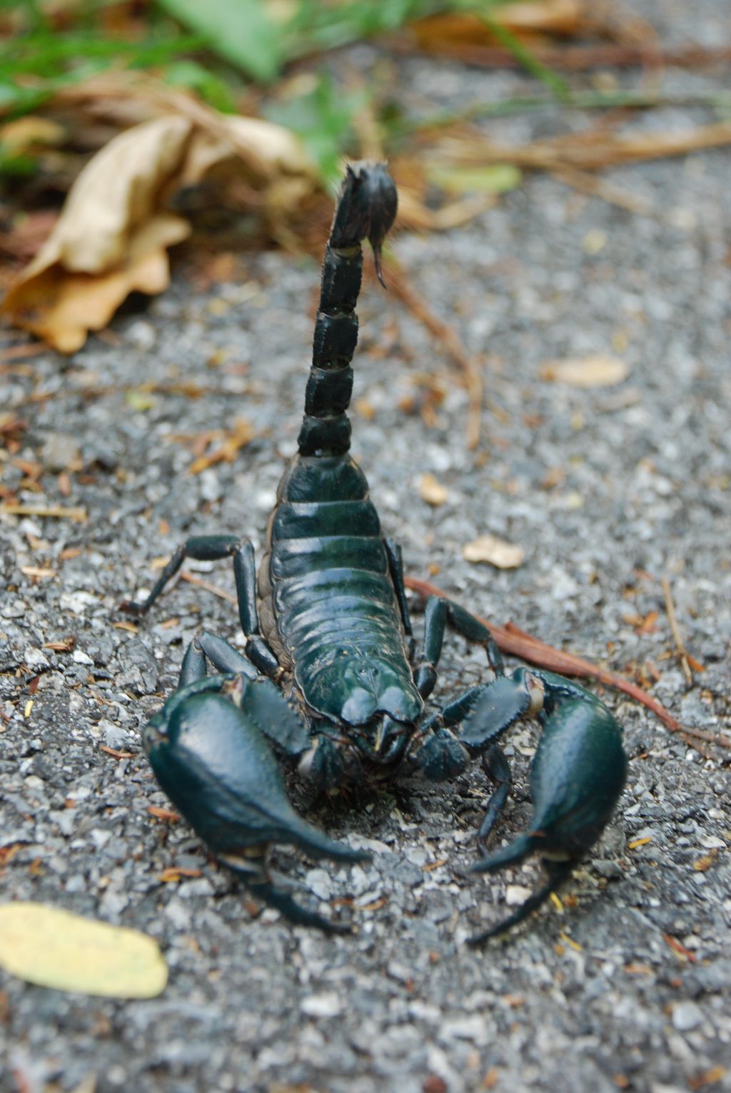 Escorpião (Heterometrus laoticus)encontrado nas florestas da Ásia (Imagem: Reprodução/Wikimedia Commons/Chris Huh)