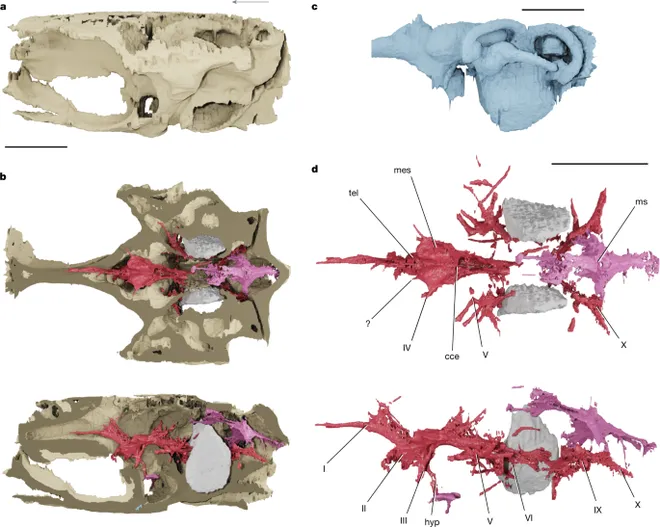 Cérebro mais antigo de vertebrado é identificado por equipe com cientista brasileiro (Imagem: Figueroa et al., 2023/Nature)