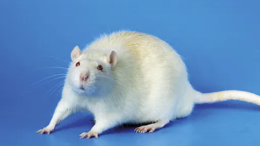 Cientista brasileiro usa laser para transformar ratos em "zumbis assassinos"