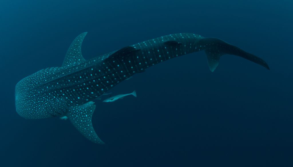 Um dos maiores animais do mundo é o tubarão-baleia, sendo o maior peixe (Imagem: pcowell/envato)