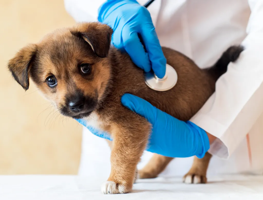 Vírus altamente contagioso se espalha entre cachorros nos EUA (Imagem: twenty20photos/envato)