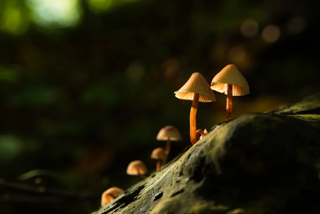 Cogumelos podem comunicar entre si, segundo estudo (Imagem: linux87/envato)