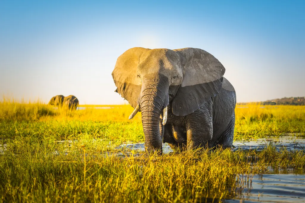 Animais com vida mais longo, como os elefantes, devem encarar melhor as mudanças climáticas (Imagem: THP-Creative/Envato)