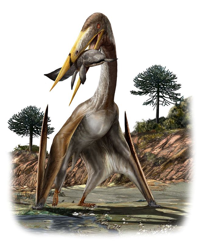 Pterossauro de pescoço longo tinha estrutura óssea impressionante, diz estudo