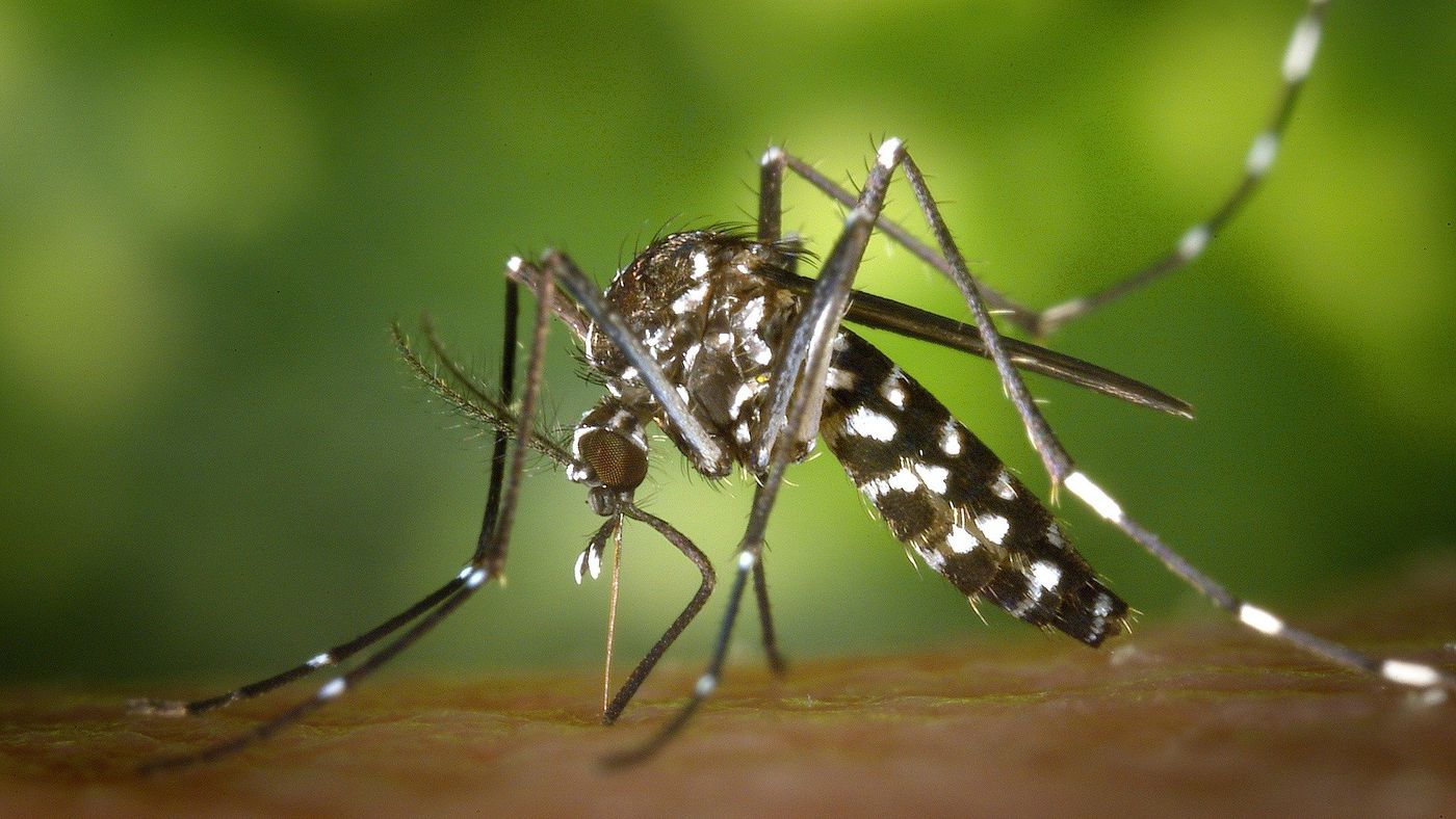 Contra dengue: empresa modifica mosquitos geneticamente e vai soltá-los nos  EUA - Canaltech