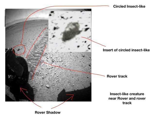 Mais fotos de Marte nas quais Romoser acredita estar vendo seres vivos (Crédito: William Romoser)